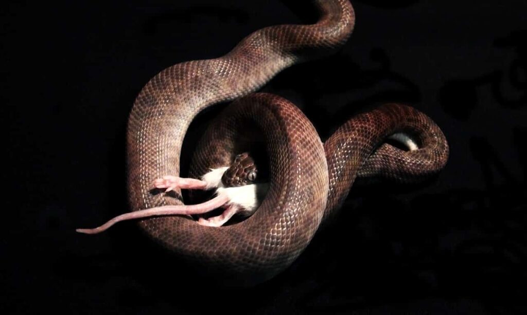 Serpiente comiendo ratón