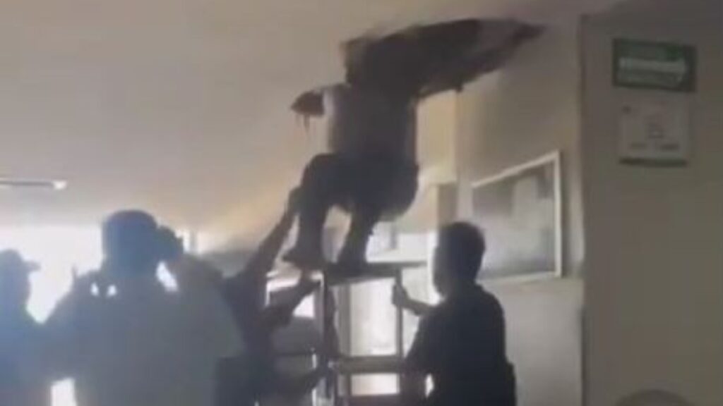Persona saliendo de agujero en el techo del IMSS Guadalajara.
