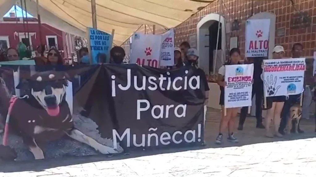 Zoofilia en Atlixco: revientan asamblea de Morena para exigir justicia para dos perras abusadas sexualmente