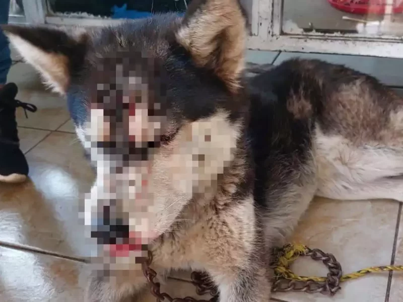 ¡Si no lo quieres, regálalo! mujer a dueño que fracturó cráneo a su perro en Atempan