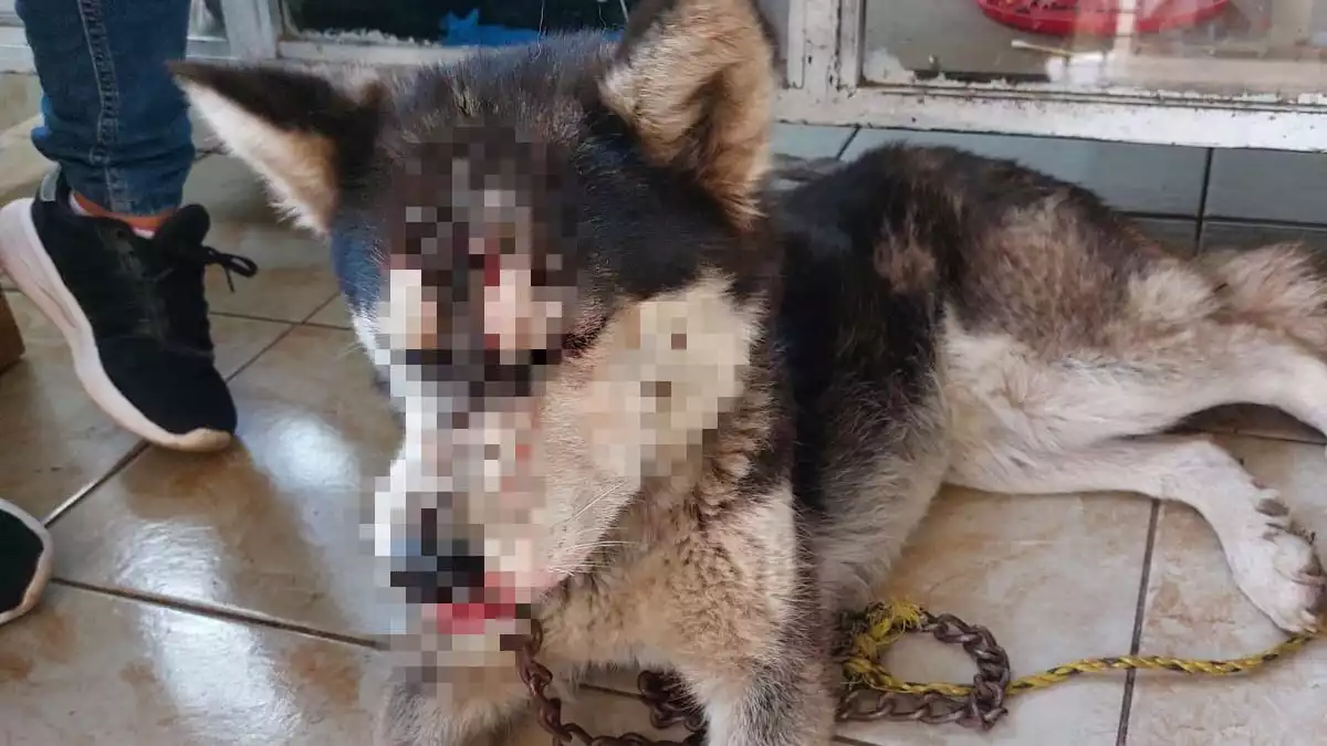 ¡Si no lo quieres, regálalo! mujer a dueño que fracturó cráneo a su perro en Atempan