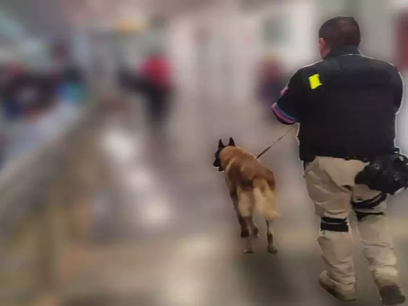 Perros policías detectan droga en una paquetería de Puebla