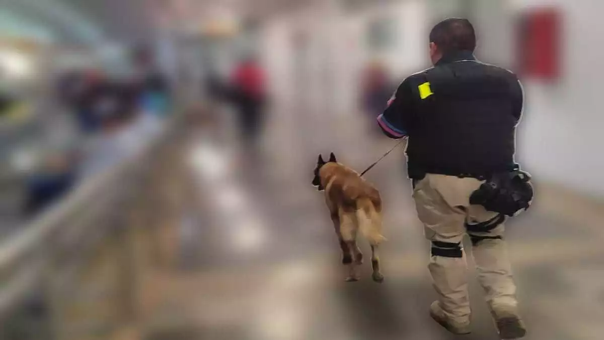 Perros policías detectan droga en una paquetería de Puebla