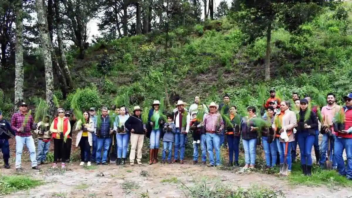 Reforestan Tlatlauquitepec con 89 mil árboles