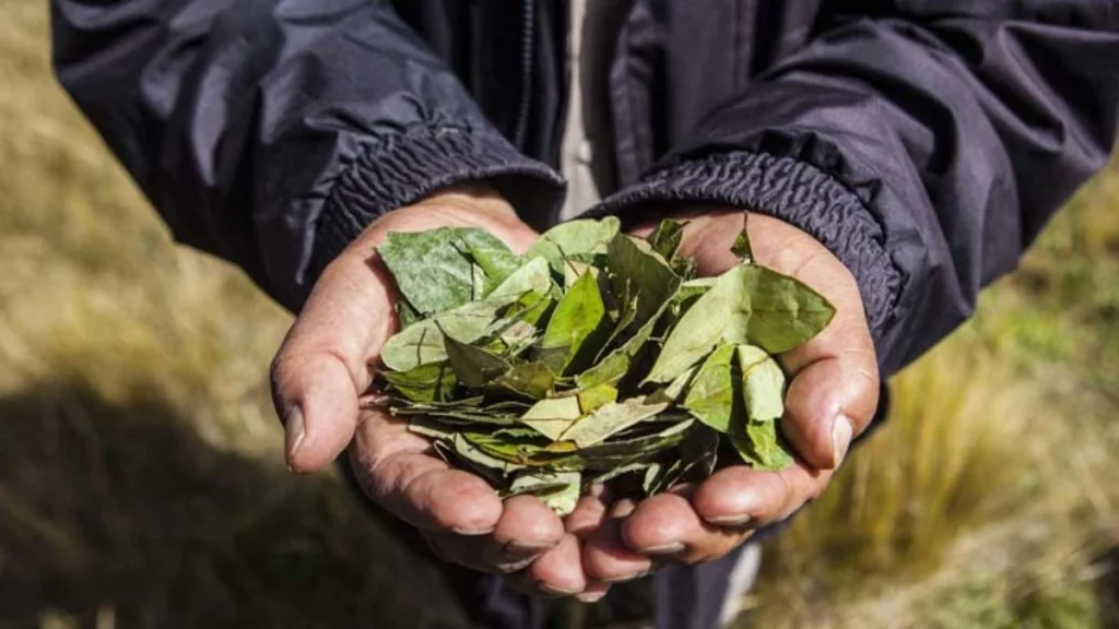 Maestro les da a alumnos hojas de coca en Chile y se intoxican