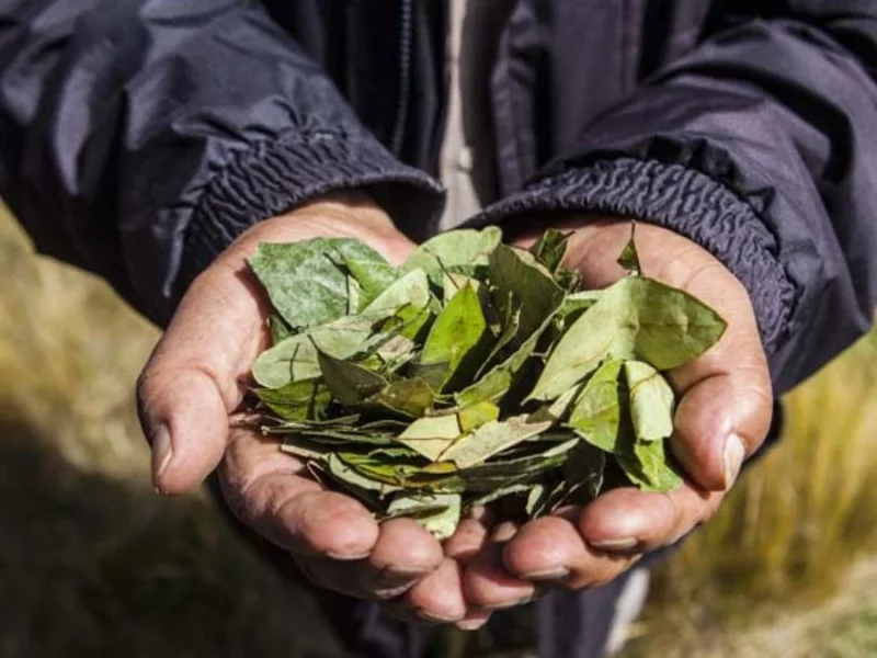 Maestro les da a alumnos hojas de coca en Chile y se intoxican