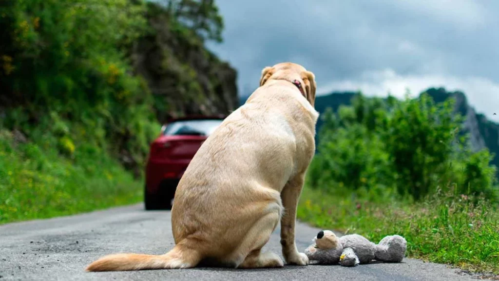 Maltrato animal en Puebla: gobierno de Eduardo Rivera ha interpuesto más de 15 denuncias