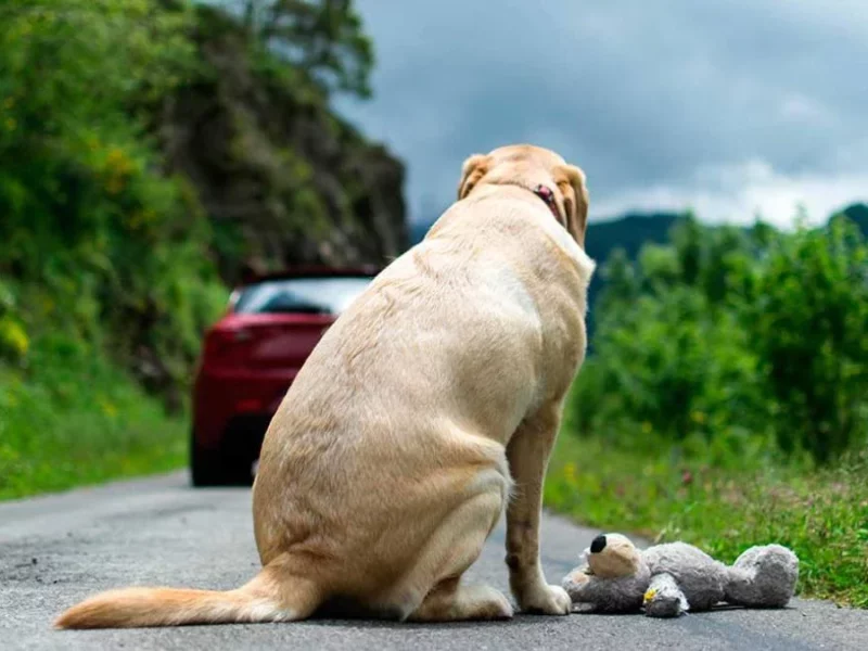 Maltrato animal en Puebla: gobierno de Eduardo Rivera ha interpuesto más de 15 denuncias