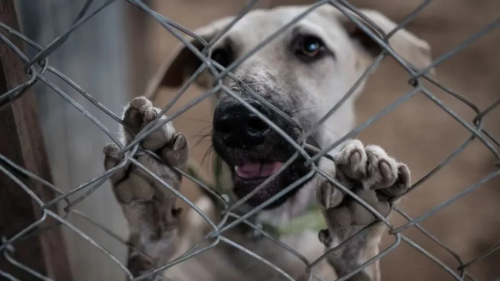 Maltrato animal en Puebla: ¿cómo denunciar?, te explicamos