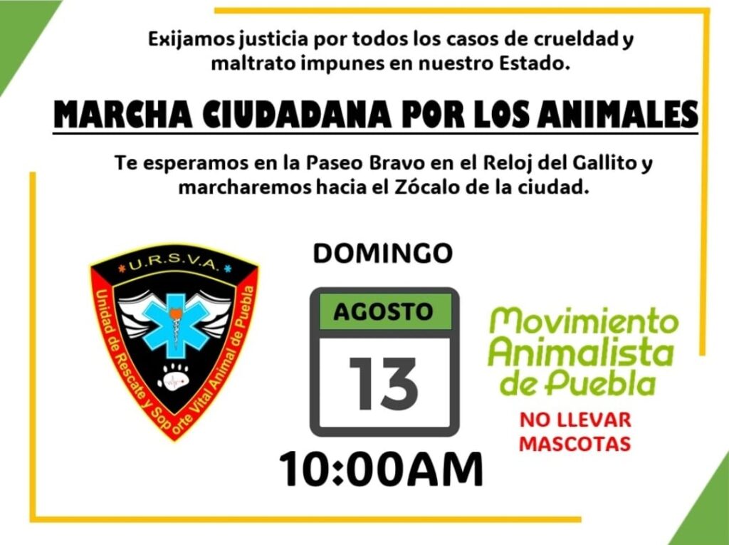 Maltrato animal en Puebla: ¿cómo denunciar?, te explicamos