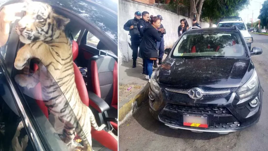 Pasean a cachorro de tigre en Nezahualcóyotl, iba de 'copiloto'