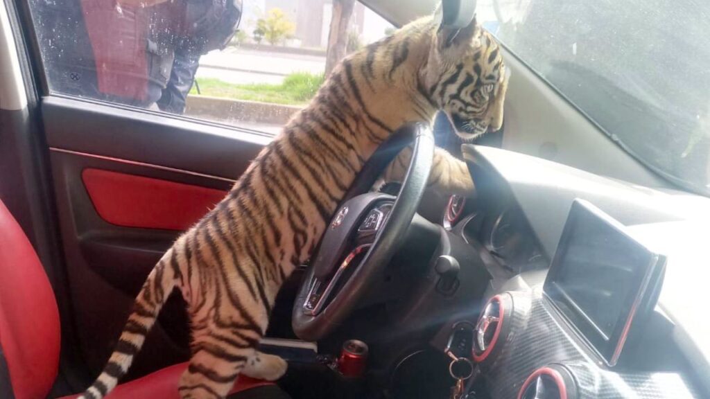 Cachorro de tigre en el asiento de copiloto de un auto Baic tipo sedán.