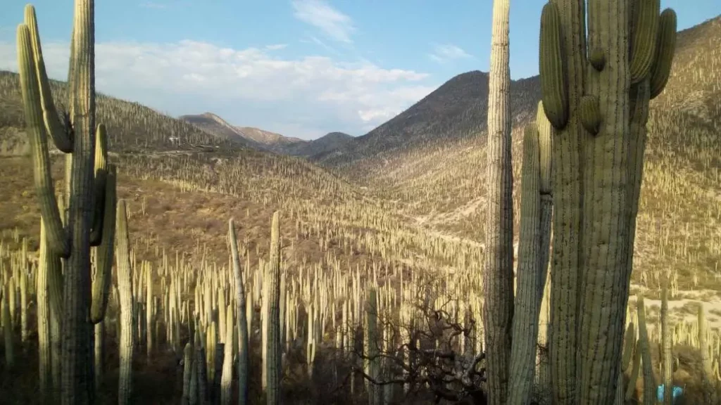 Reserva de la Biosfera Tehuacán-Cuicatlán: esto puedes hacer en este lugar turístico