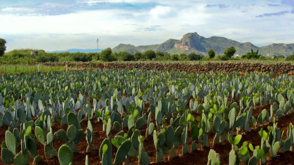 Cocechas de nopal