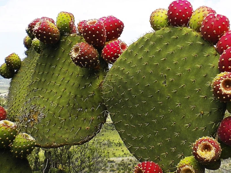 Nopal: ¿cuáles son los beneficios de la planta emblema de México?