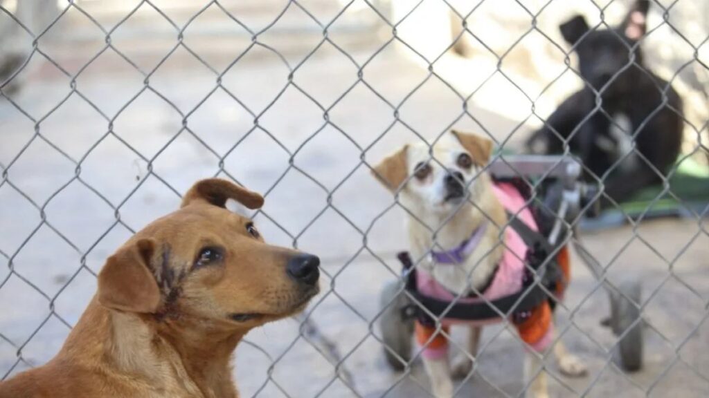 Envenenamiento masivo de perros callejeros en Chignahuapan