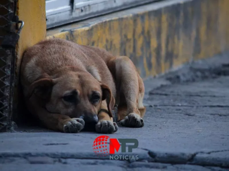 Perros, los más despreciados en Puebla: violados, asesinados