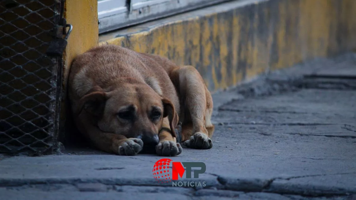 Perros, los más despreciados en Puebla: violados, asesinados
