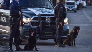 Policías con perros de K-9 y una patrulla municipal en la vialidad.