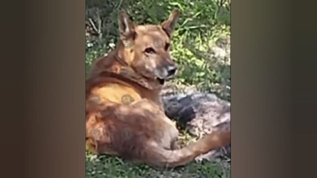 ¡Amigo fiel! Perro resguarda cuerpo de su amigo lomito, tras morir arrollado