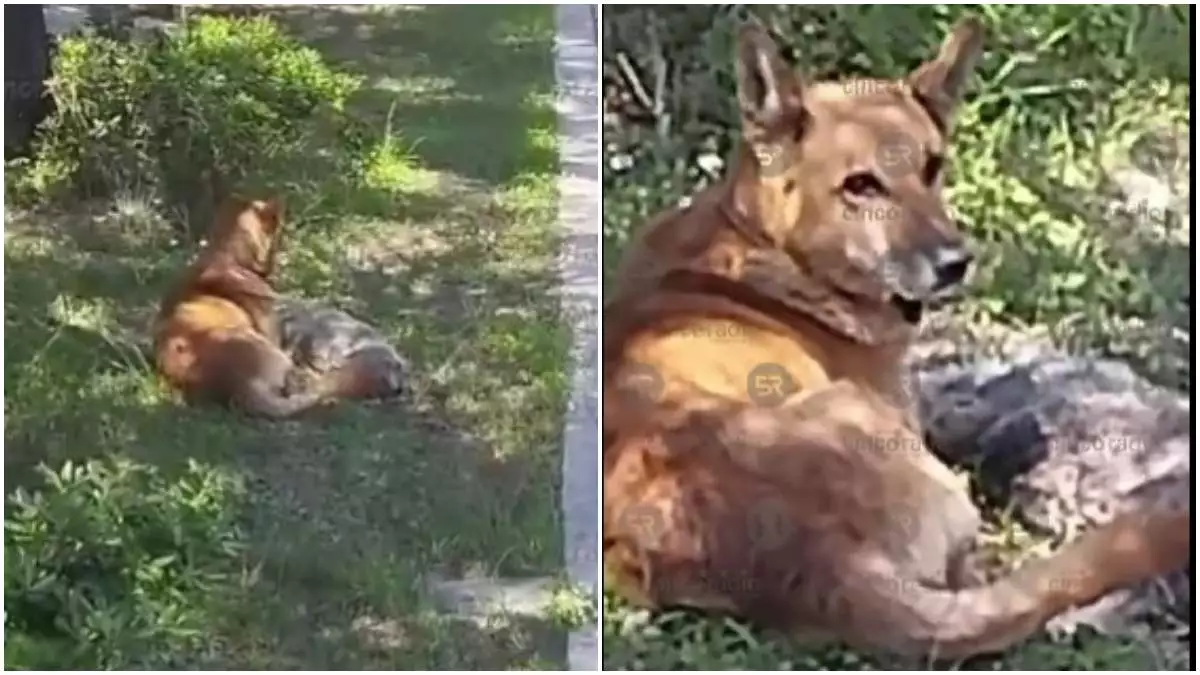 ¡Amigo fiel! Perro resguarda cuerpo de su amigo lomito, tras morir arrollado