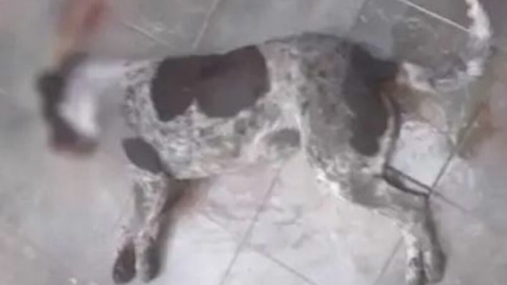 Envenenamiento masivo de perros callejeros en Chignahuapan