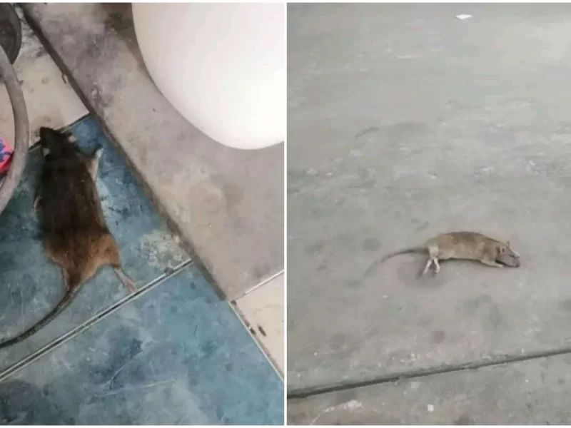 Reportan plaga de ratas en bodega de El Gran Takazo de Hermanos Serdán