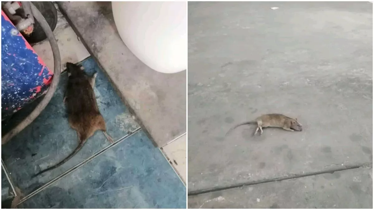 Reportan plaga de ratas en bodega de El Gran Takazo de Hermanos Serdán