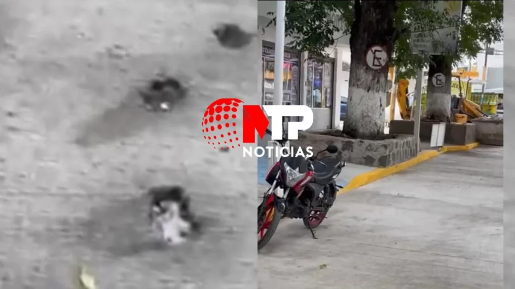 Huellas de perro en asfalto y obra inconclusa en Texmelucan