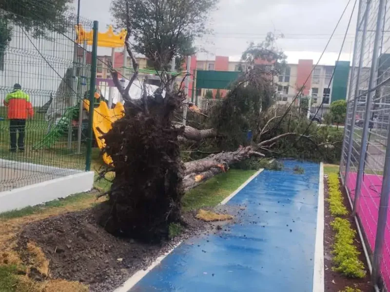 “Caída del árbol en parque Las Hadas fue por frente frío”: Eduardo Rivera