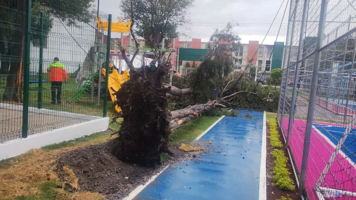 “Caída del árbol en parque Las Hadas fue por frente frío”: Eduardo Rivera