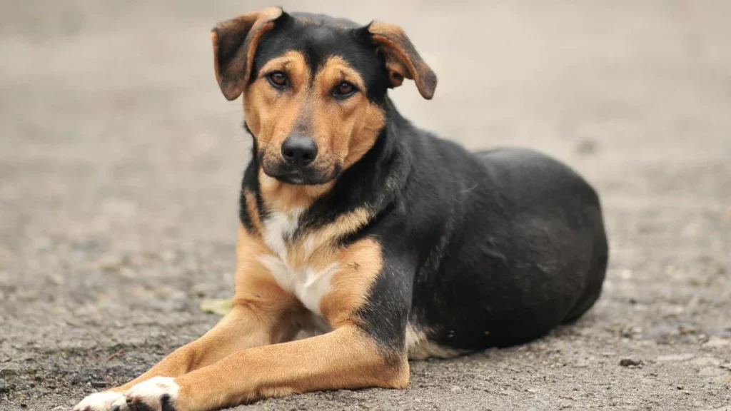 Cena navideña para perros de la calle en Puebla: así puedes apoyar