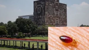 Chinches en la UNAM: ¿hay plaga? esto sabemos