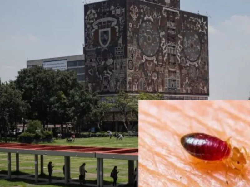 Chinches en la UNAM: ¿hay plaga? esto sabemos