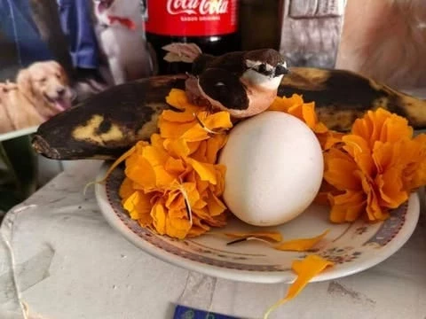 Huevo en un plato adornado con flores de cempasúchitl, parte de ofrenda.