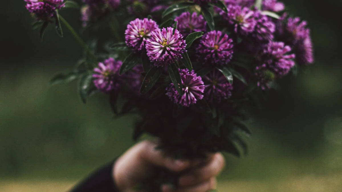 flores moradas