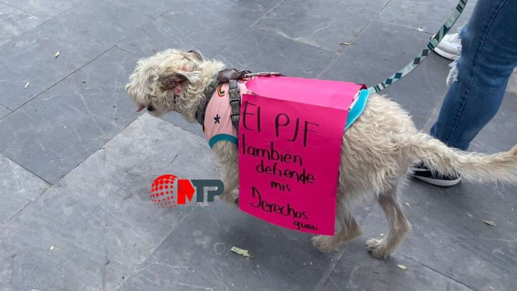 Trabajadores del Poder Judicial marchan con sus hijos y mascotas contra AMLO