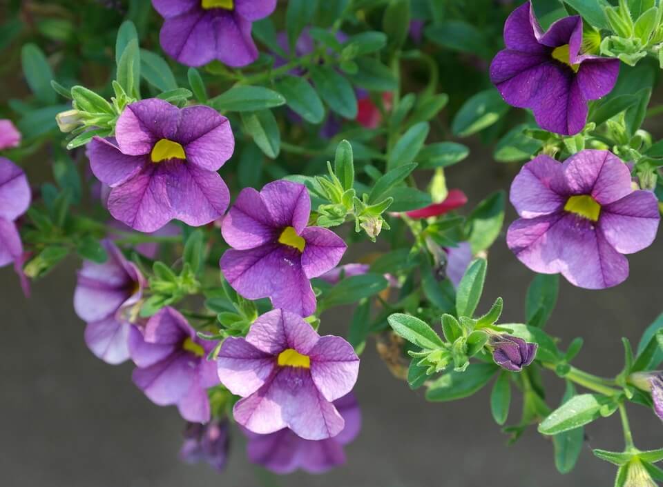 Por qué regalar flores moradas