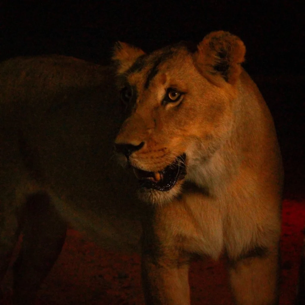 Leona de Africam Safari durante un recorrido nocturno