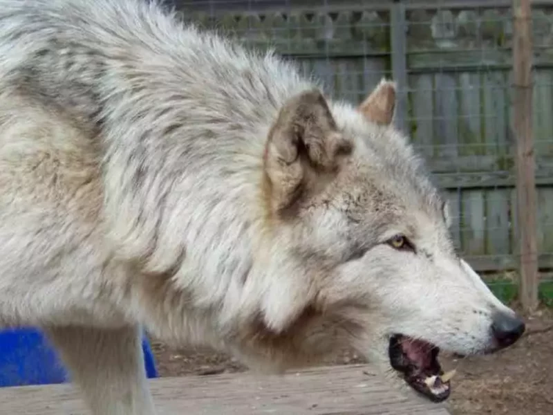 Híbrido de lobo mata a bebé de tres meses, lo tenían como mascota