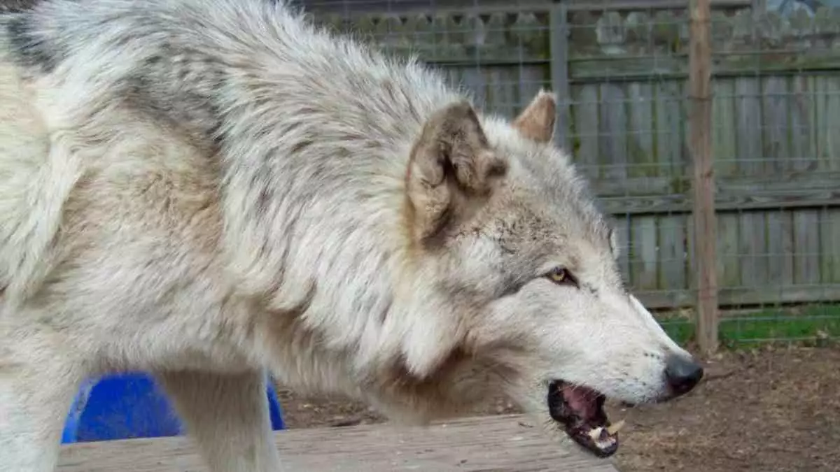 Híbrido de lobo mata a bebé de tres meses, lo tenían como mascota