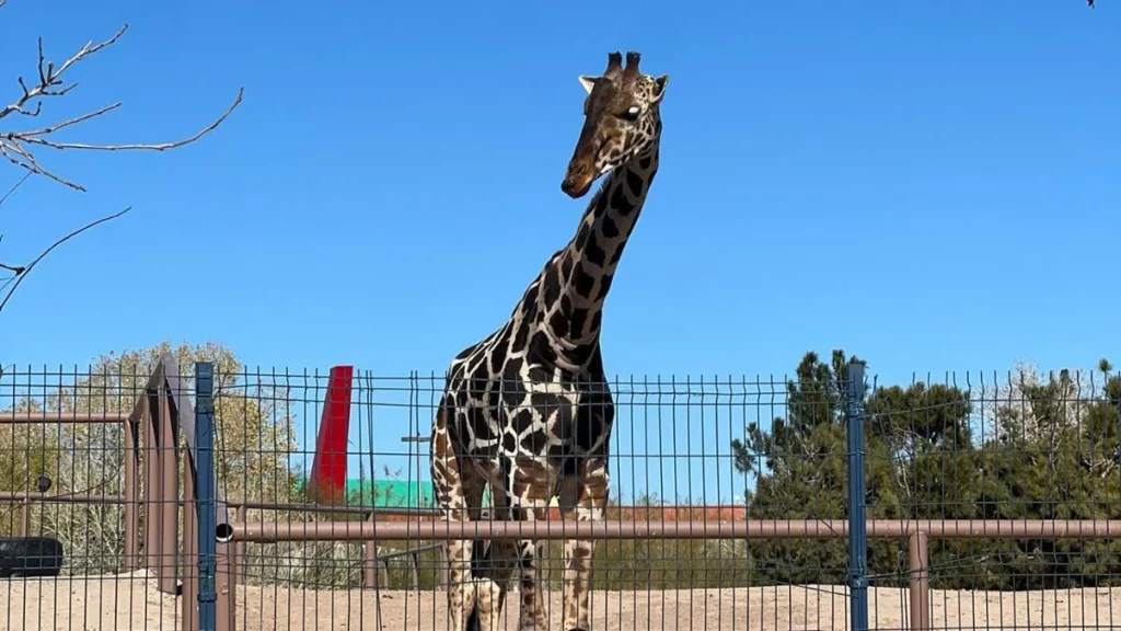 ¿Cuándo podemos visitar a Benito en Africam Safari