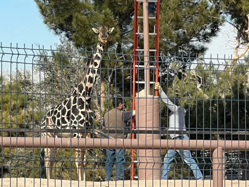 Benito tiene parásitos y será más largo su traslado a Africam Safari