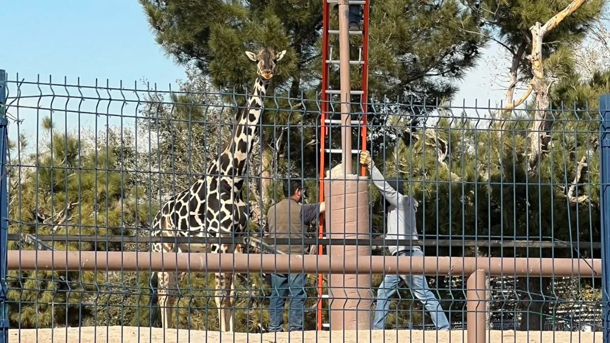 Benito tiene parásitos y será más largo su traslado a Africam Safari