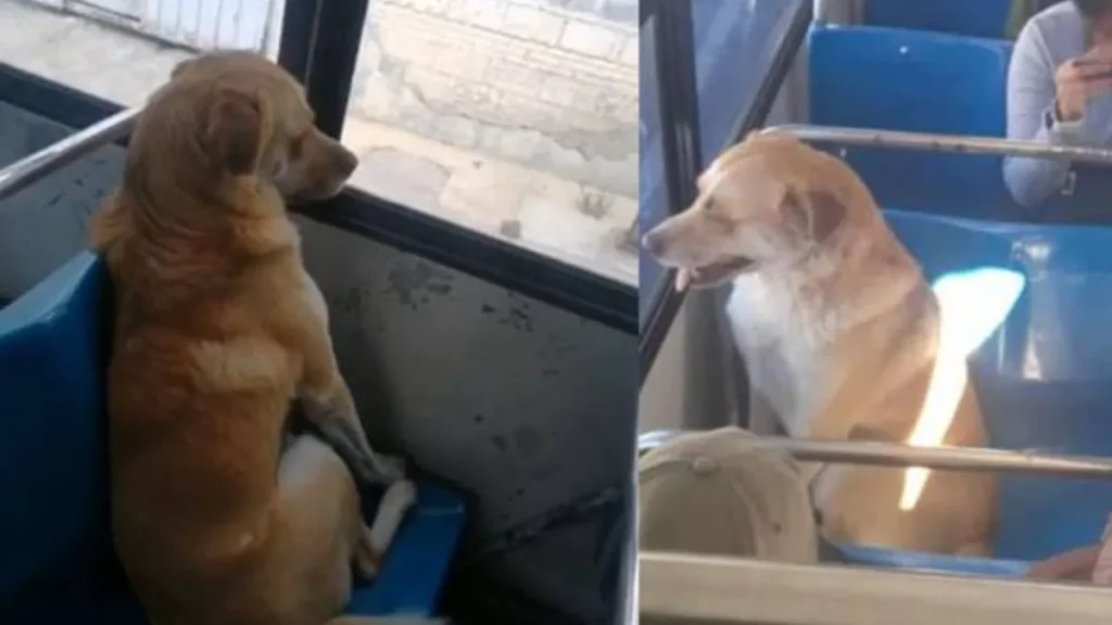 Bobby, el perrito viral que viajó en la Ruta 3