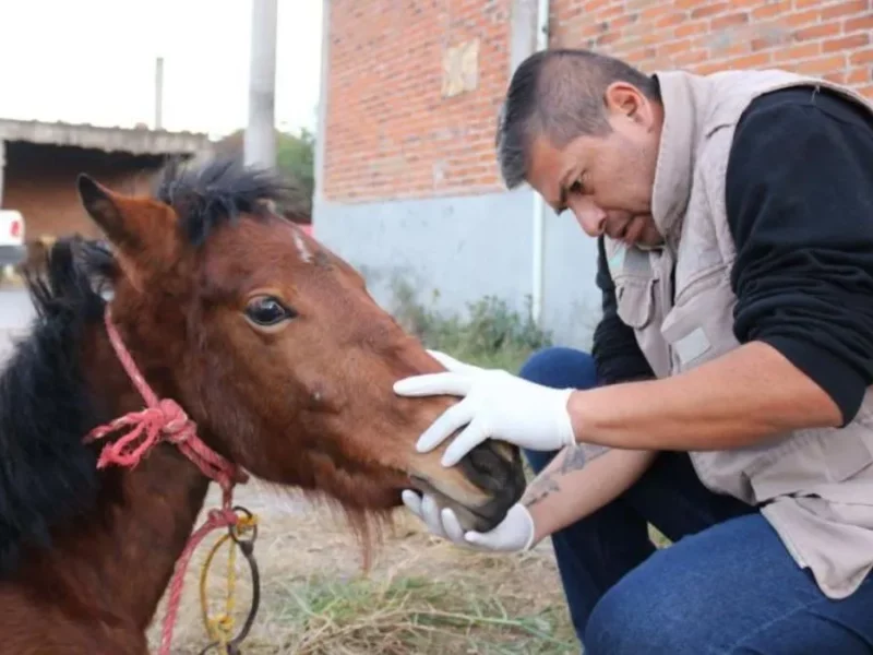 Denuncian por maltrato animal a dueño de yegua en Puebla