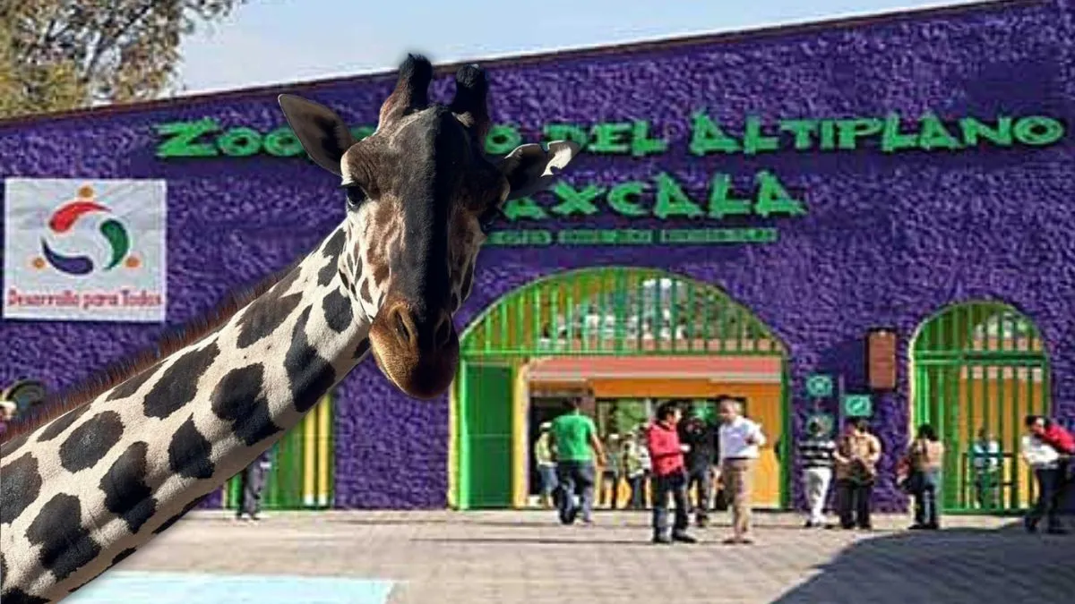 Gobernadora ofrece el Zoológico de Tlaxcala a Benito la Jirafa