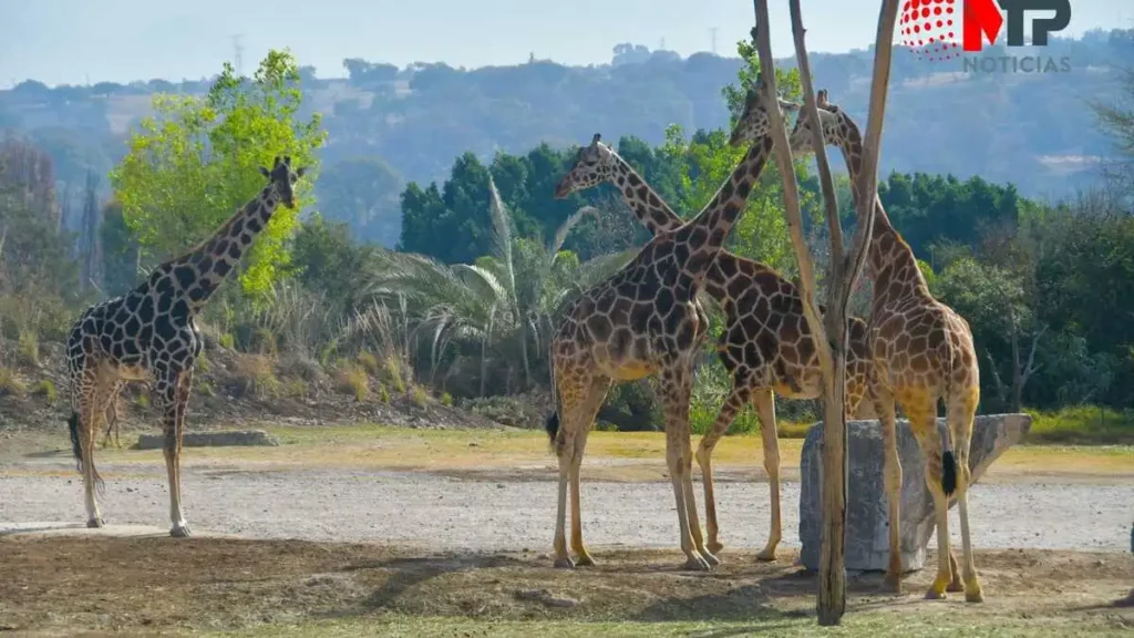 Así reciben a Benito, el nuevo semental de Africam Safari: ¿cómo reconocerlo? (VIDEO)