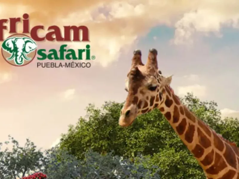 Africam Safari, el nuevo hogar de Benito: ¿con qué acreditaciones cuenta y por qué es el mejor lugar?