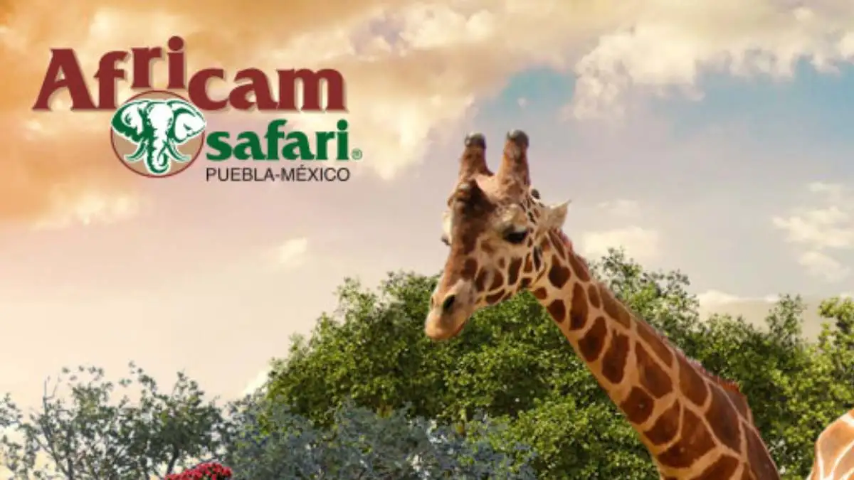 Africam Safari, el nuevo hogar de Benito: ¿con qué acreditaciones cuenta y por qué es el mejor lugar?